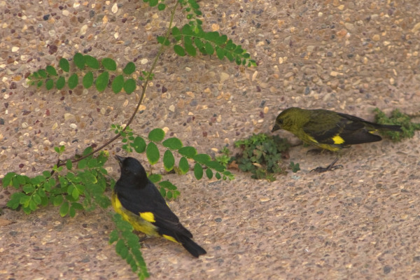 Yellow-bellied Siskin