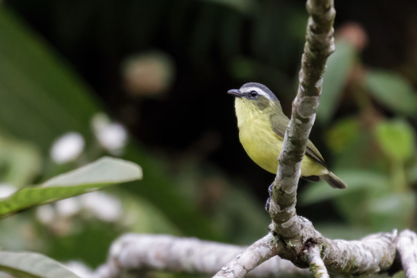 Yellow-bellied Tyrannulet