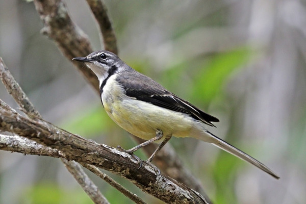 Yellow-bellied Wagtail