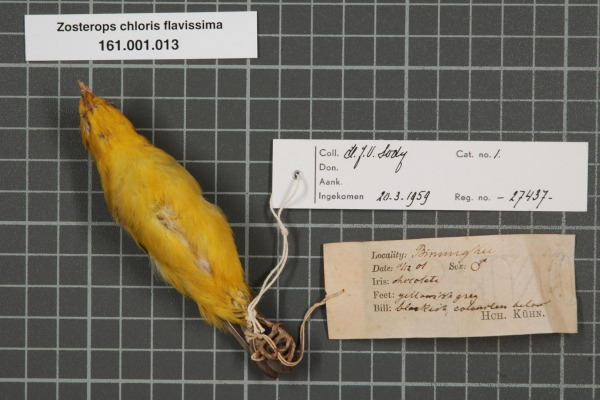 Yellow-bellied White-eye