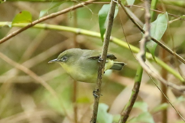 Yellow-bellied White-eye