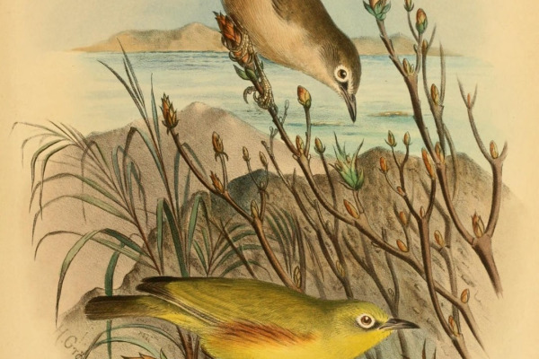 Yellow-bellied White-eye