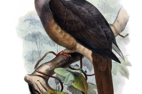 Yellow-bibbed Fruit Dove