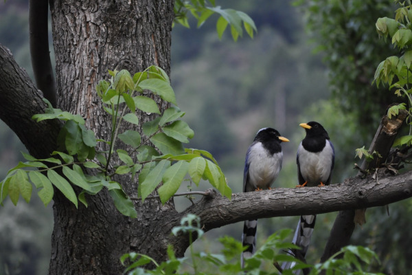 Yellow-billed Blue Magpie