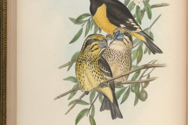 Yellow-billed Grosbeak