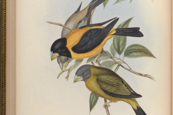 Yellow-billed Grosbeak