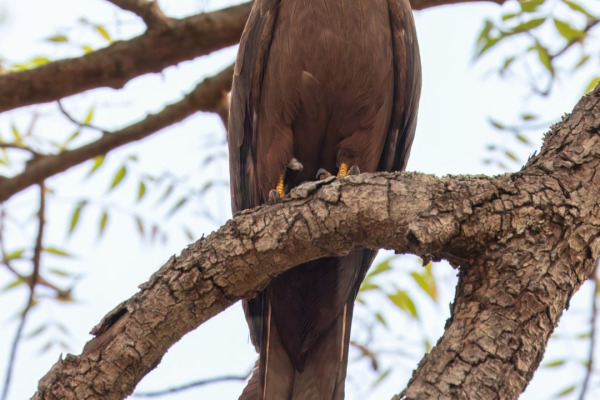 Yellow-billed Kite