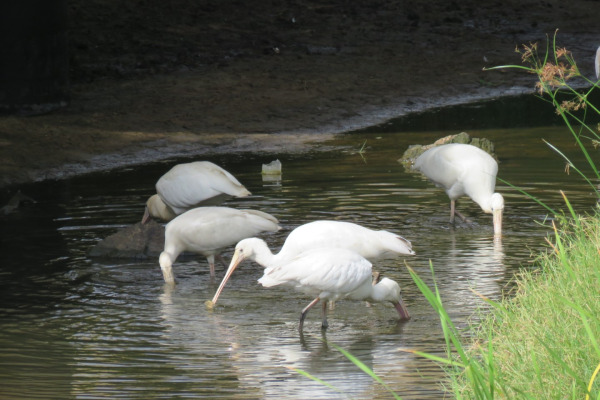 Yellow-billed Spoonbill