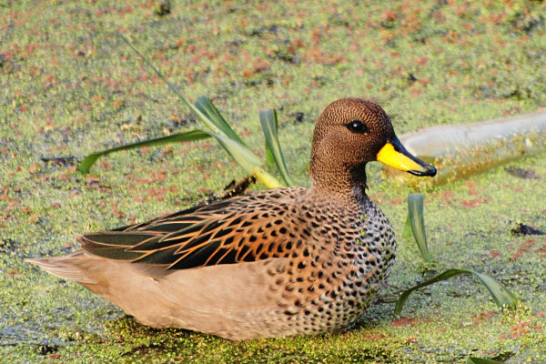 Yellow-billed teal