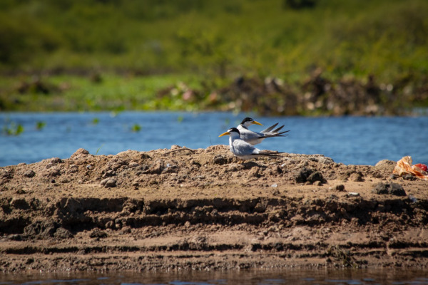 Yellow-billed Tern
