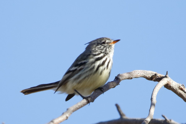 Yellow-billed tit-tyrant