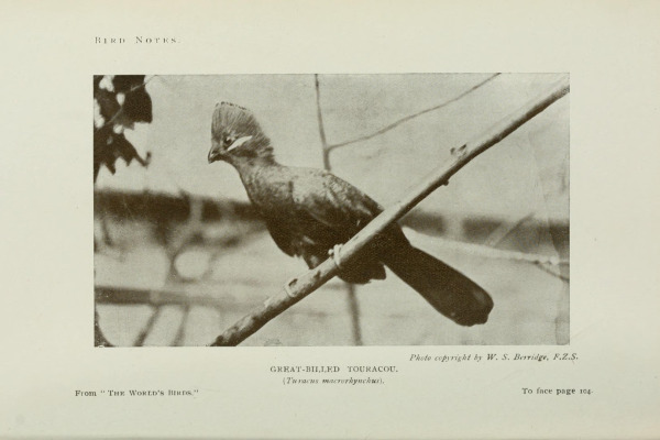 Yellow-billed Turaco