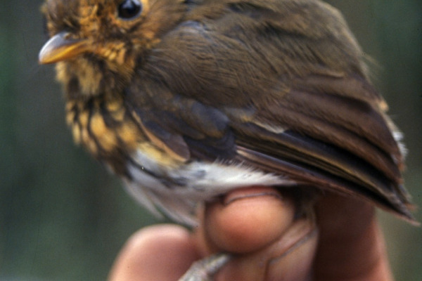 Yellow-breasted Antpitta
