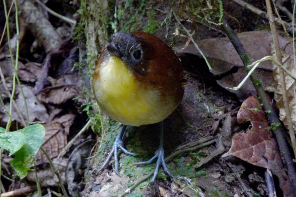 Yellow-breasted Antpitta