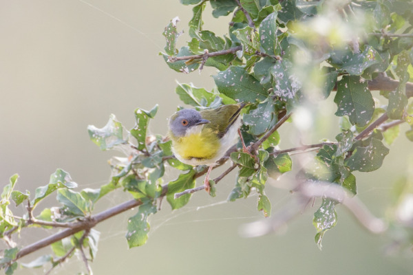 Yellow-breasted Apalis