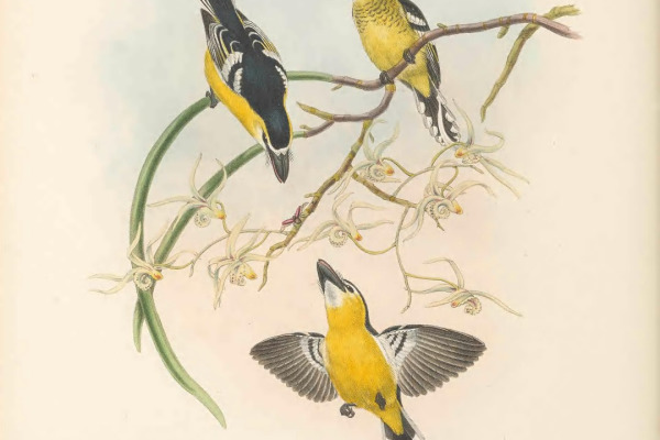 Yellow-breasted Boatbill