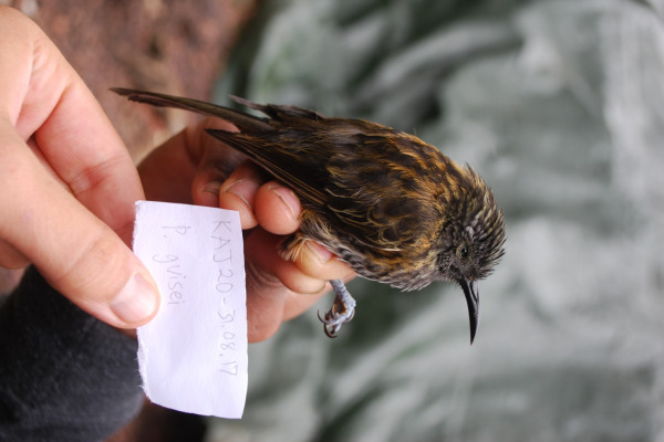 Yellow-breasted Boatbill