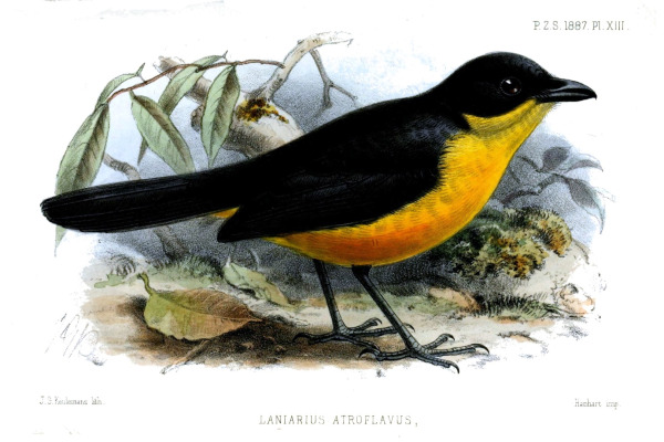 Yellow-breasted Boubou