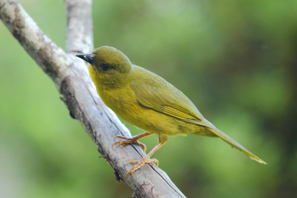 Yellow-breasted Brush Finch