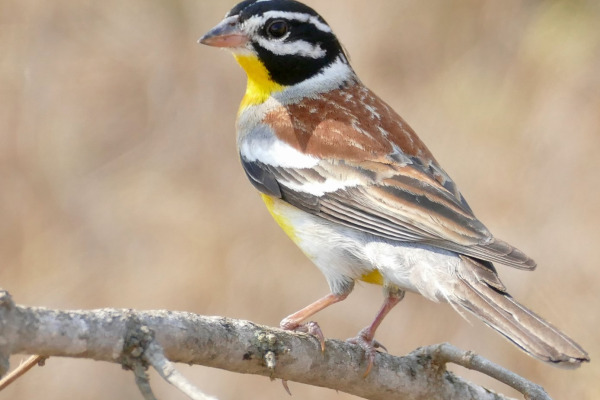Yellow-breasted Bunting