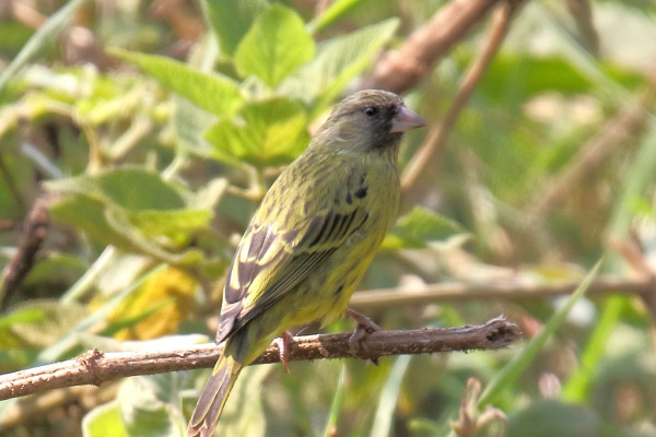 Yellow-breasted Canary