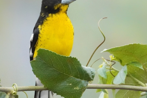 Yellow-breasted Chat
