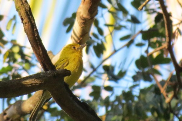 Yellow-breasted Flycatcher