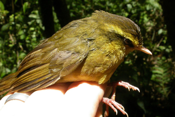 Yellow-breasted Warbler