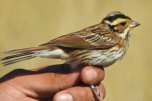 Yellow-browed Bunting