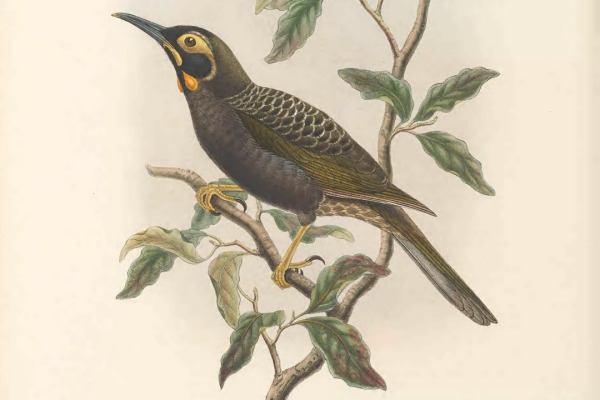 Yellow-browed honeyeater