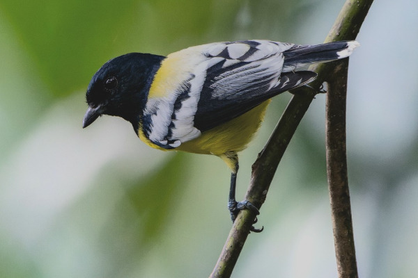 Yellow-browed tit