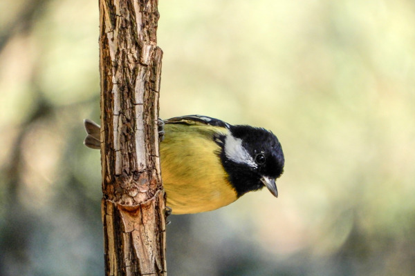 Yellow-browed Tit
