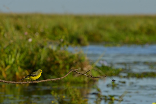 Yellow-browed tyrant