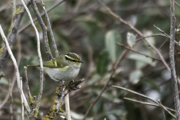Yellow-browed Warbler