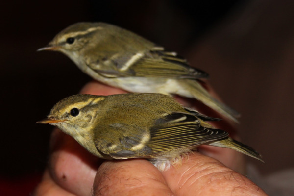 Yellow-browed Warbler