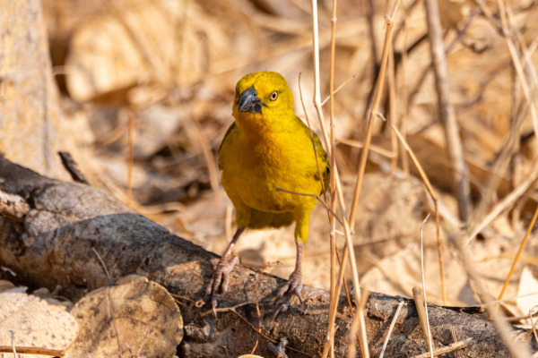 Yellow Canary
