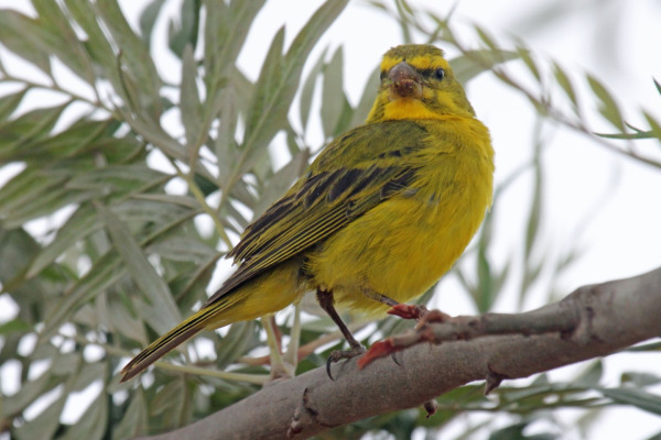 Yellow Canary