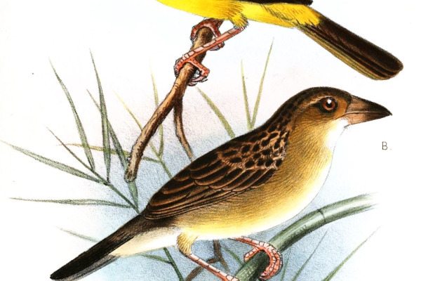 Yellow-capped Weaver