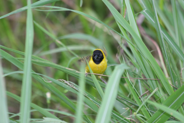 Yellow-capped Weaver