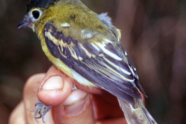 Yellow-cheeked Becard
