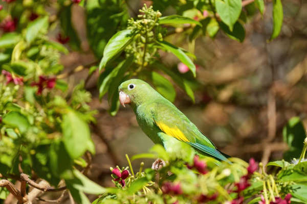 Yellow-chevroned parakeet