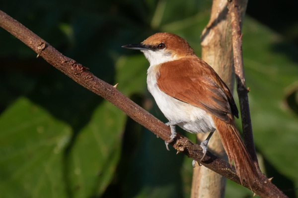 Yellow-chinned Spinetail