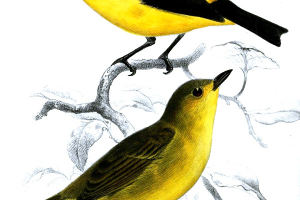 Yellow-collared Chlorophonia