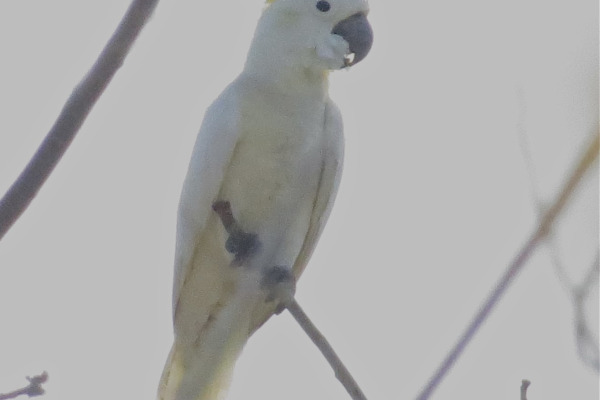 Yellow-crested Cockatoo