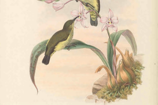 Yellow-crested Woodpecker