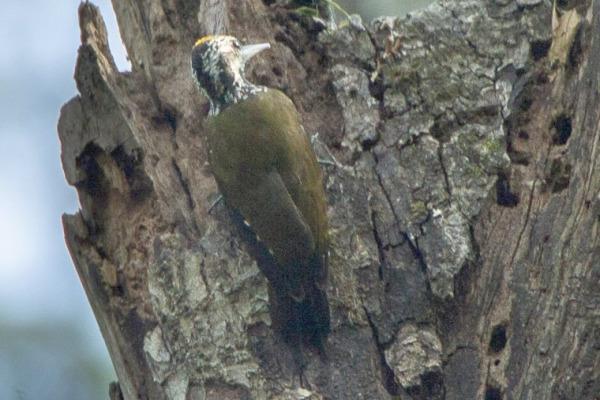 Yellow-crested Woodpecker