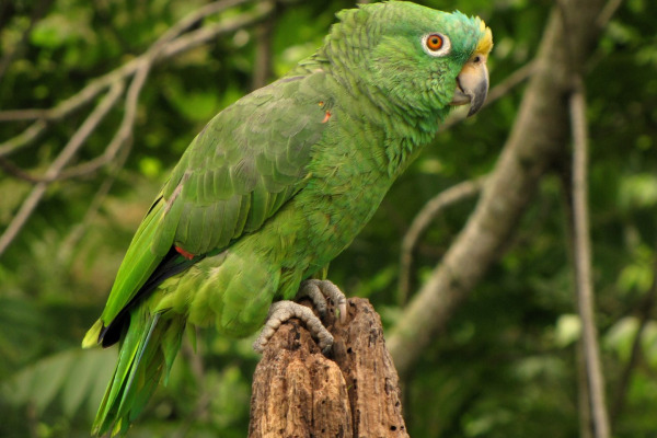 Yellow-crowned Amazon