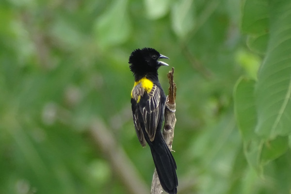 Yellow-crowned Bishop
