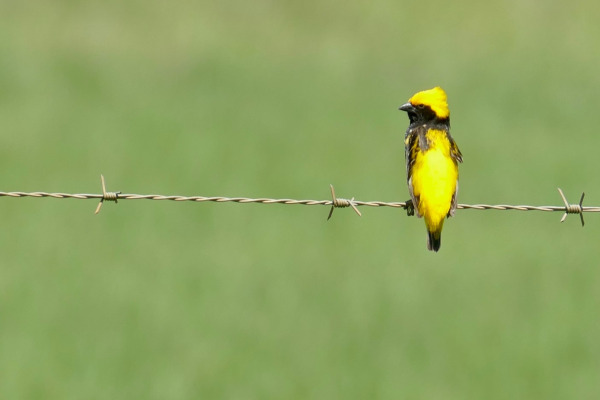 Yellow-crowned Bishop