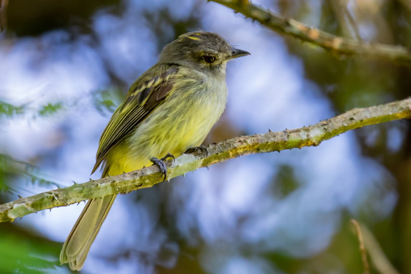 Yellow-crowned Elaenia